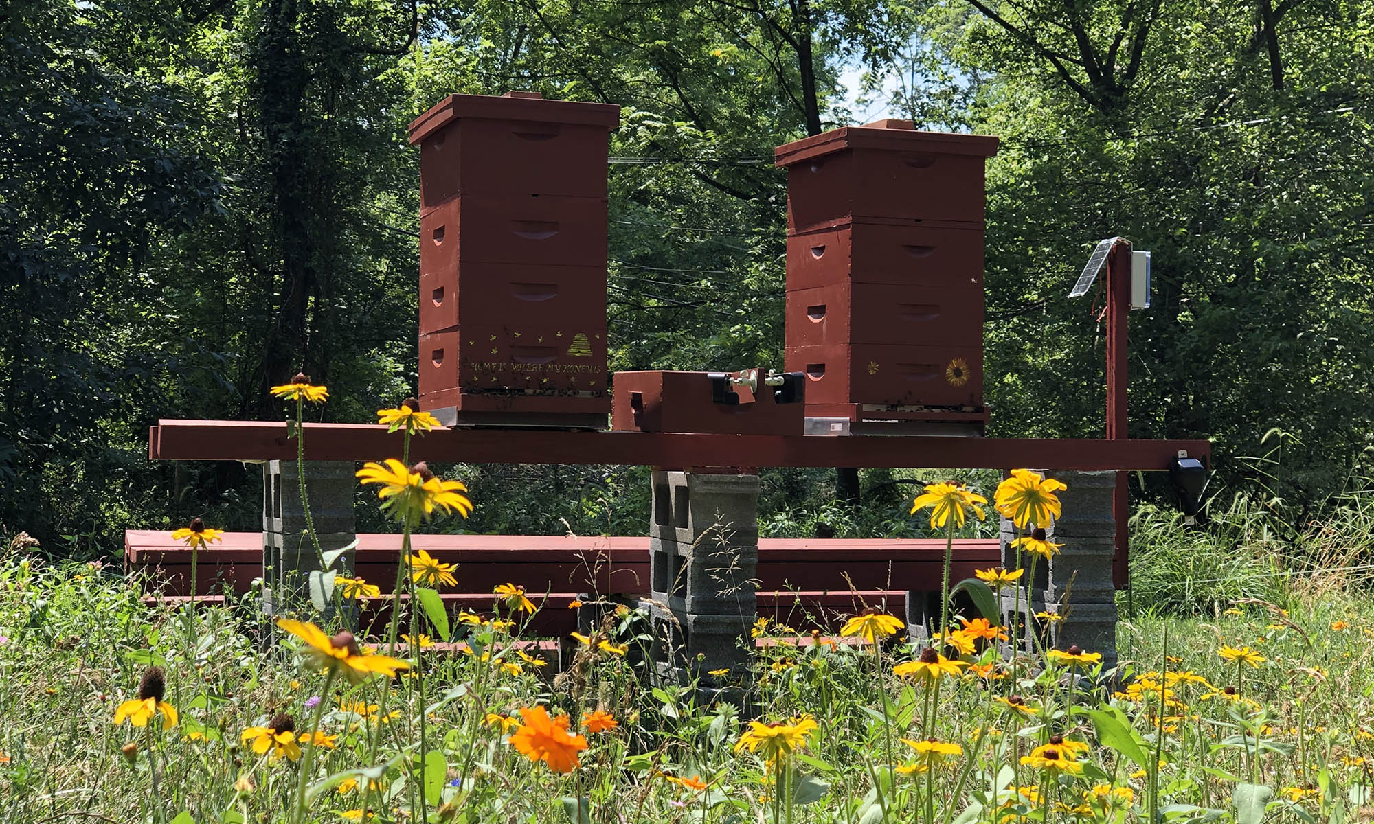 Summer 2020 hives and pollinator garden.