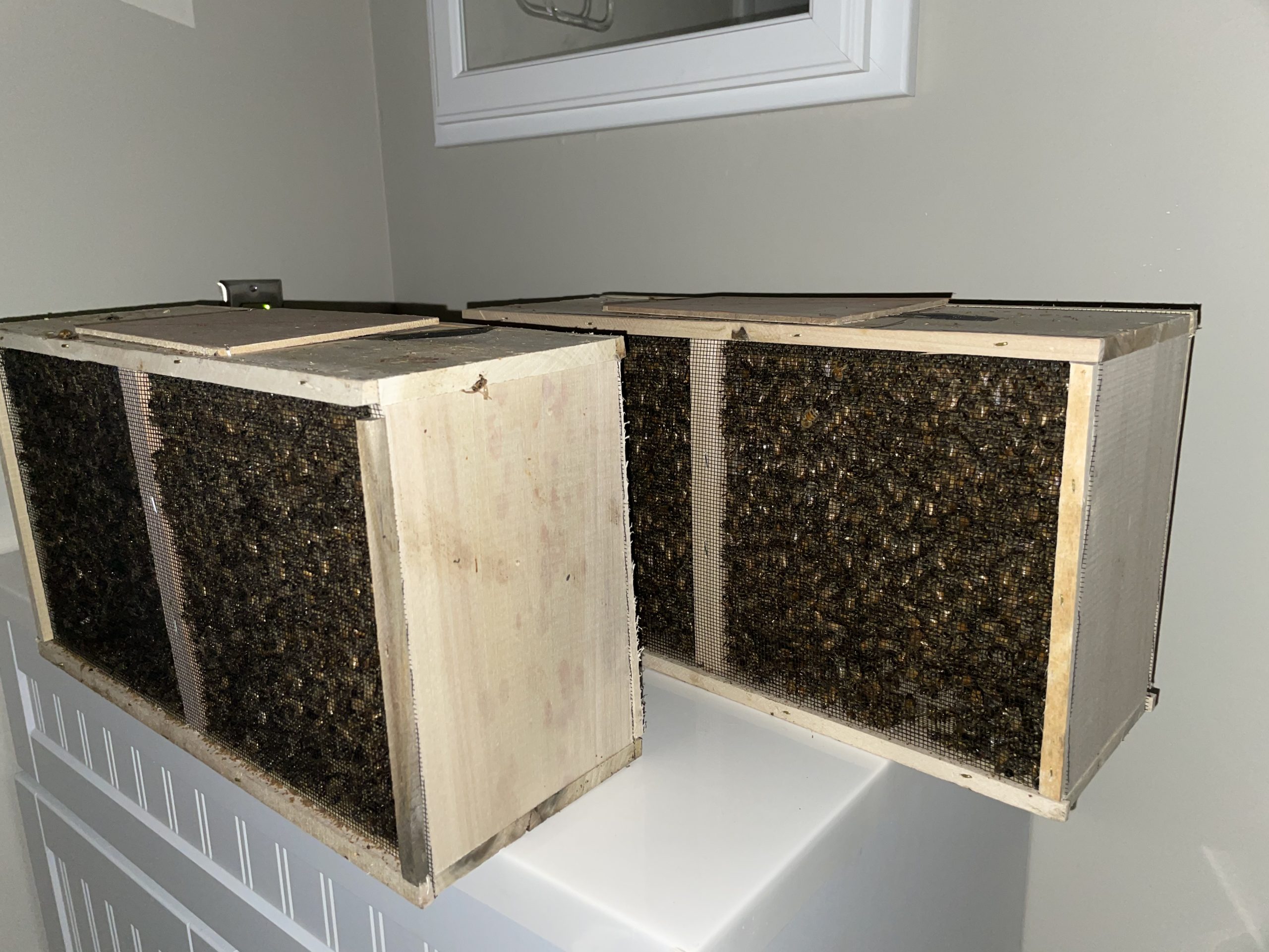 Replacement bees for Spring 2021